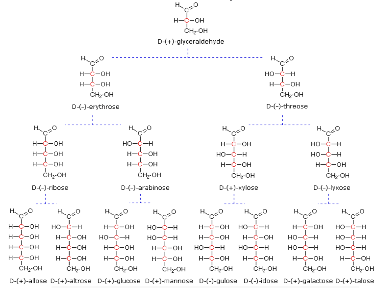 تقسيم الكربوهيدرات Classification of Carbohydrates