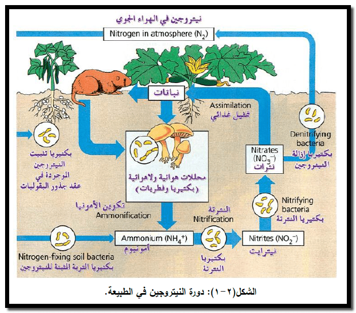 الكيمياء الحياتية : دورة الكربون – دورة النيتروجين – دورة الفسفور فى الطبيعة