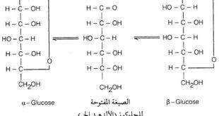 التركيب الحلقي للجلوكوز Cyclic structure of glucose
