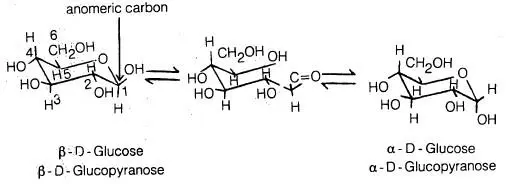 التركيب الحلقي للجلوكوز Cyclic structure of glucose