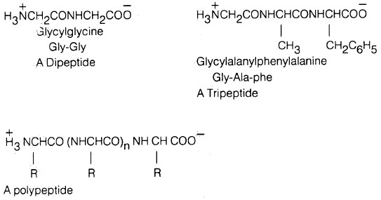 الببتيدات Peptides ( التركيب الكيميائي - التسمية - طرق التحضير)