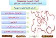 الديدان الدبوسية Pinworms – أسباب الإصابة والعلاج