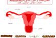 انقطاع الطمث أو الدورة الشهرية Amenorrhea