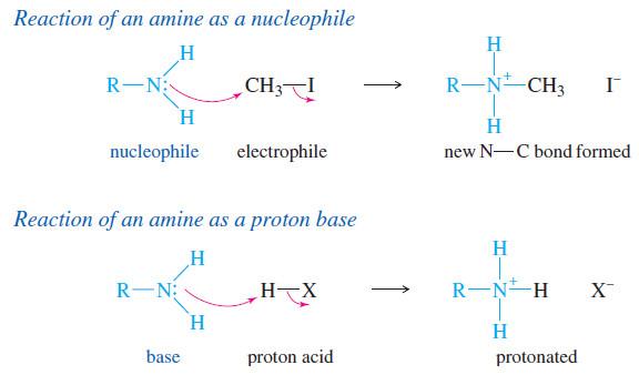 تفاعلات الأمينات Reaction of Amines